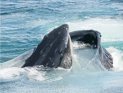  ?? Elliott Hazen / NOAA ?? Una balena obre la boca al santuari marí de Stellwagen, a la Costa Est dels EUA