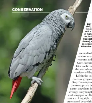  ??  ?? Grey Parrots (left) share their forest home with a variety of mammals, too, including Hippopotam­us (below), which is also classified as Vulnerable.
