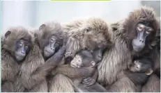  ??  ?? SEBASTIAN GOLLNOW/AP Female gelada baboons, also known as bleeding-heart baboons, keep warm at Wilhelma Zoo in Stuttgart, Germany.