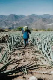  ??  ?? Mezcal is derived from the agave plant, which grows plentifull­y in Mexico.