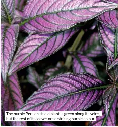 english yew hedge plants Spreading English Yew – Plant Detectives main image 1