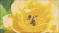  ?? Lori Van Buren / Times Union ?? A bee collects pollen on a rose in the Central Park Rose Garden on Monday in Schenectad­y.