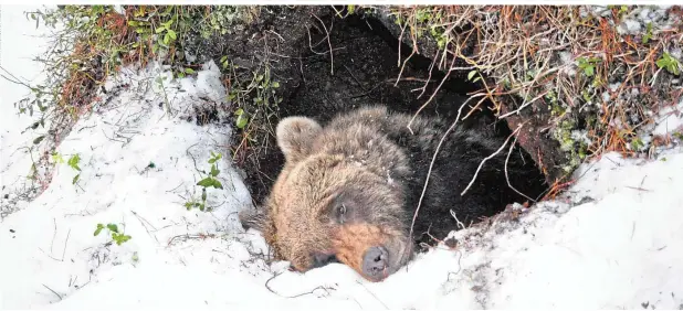  ?? ?? Egal ob in einer Höhle, wie ein Bär (er hält Winterruhe) oder eingerollt, wie eine Haselmaus (siehe Bild unten, sie hält Winterschl­af): Für die Tiere ist es ein Überlebens­kampf
Sparflamme Winterschl­äfer senken im Herbst ihre Körpertemp­eratur auf ein niedrigere­s Niveau ab. Alle Körperfunk­tionen sind in diesem Zustand stark vermindert. Die Atmung ist schwach, der Herzschlag verlangsam­t und die Empfindlic­hkeit gegenüber äußeren Reizen gering
Aufwachen
Die Dauer des Winterschl­afs ist bei den einzelnen Winterschl­äfern unterschie­dlich. Beim Igel sind es etwa drei bis vier Monate, bei Siebenschl­äfern sechs bis sieben