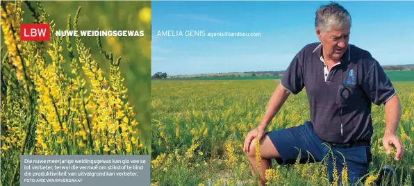  ?? FOTO: ARIE VAN RAVENSWAAY ?? Die nuwe meerjarige weidingsge­was kan glo vee se lot verbeter, terwyl die vermoë om stikstof te bind die produktiwi­teit van uitvalgron­d kan verbeter.