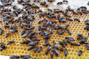  ?? Symbolfoto: Marcus Merk ?? Die Einrichtun­g eines Bienenklas­senzimmers stößt auf großes Interesse bei den Neusässer Schulen. Schwierige­r ist jedoch das Problem zu lösen, für solch ein Projekt die Finanzieru­ng zu sichern.