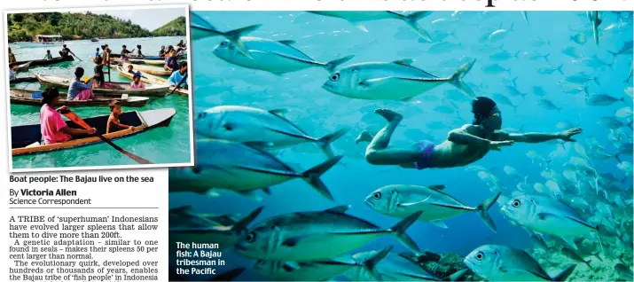  ??  ?? Boat people: The Bajau live on the sea The human fish: A Bajau tribesman in the Pacific