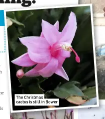  ??  ?? The Christmas cactus is still in flower