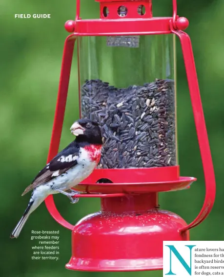  ??  ?? Rose-breasted grosbeaks may remember where feeders are located in their territory.