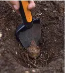  ??  ?? Dig a hole 10-15cm deep when planting Jerulasem artichokes