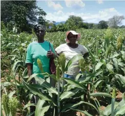  ?? Foto: WfD ?? Eine nachhaltig­e Landwirsch­aft wird in Simbabwe gefördert.