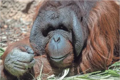  ?? PHOTOS BY TRILCE ESTRADA OLVERA/THE REPUBLIC ?? An orangutan eating at the Phoenix Zoo.