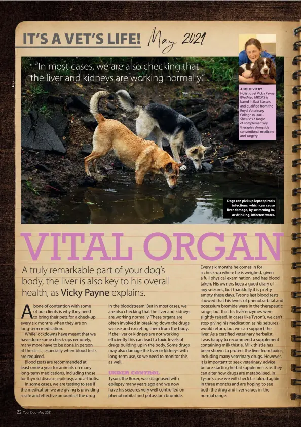  ??  ?? Dogs can pick up leptospiro­sis infections, which can cause liver damage, by swimming in, or drinking, infected water.
“In most cases, we are also checking that the liver and kidneys are working normally.”