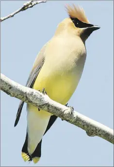  ??  ?? The cedar waxwing is finely sculpted in browns and yellows in a way only nature could have created.