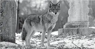  ?? Josh Harrison via AP ?? In this 2008 photo provided by Josh Harrison, a coyote stands in Mount Auburn Cemetery in Cambridge, Mass. Scientists say coyotes might be getting geneticall­y closer to wolves, helping them become better predators and thrive in urban areas.