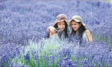  ?? ZOU HONG / CHINA DAILY ?? Tourists stop for a selfie at a lavender plantation in Huocheng county, Xinjiang Uygur autonomous region, on Saturday. With lavender reaching full bloom, the county’s farms, which produce 97 percent of the lavender in China, are a spectacula­r sea of...