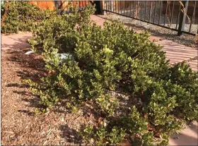  ?? COURTESY PHOTO ?? Plant Select Manzanita Panchito (Arctostaph­ylos “Panchito”) is an outstandin­g xeric, evergreen Colorado native shrub.