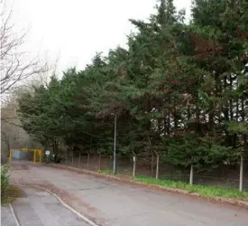  ?? Photograph­y.co.uk Picture: Robert Hughes ?? UP FOR THE CHOP: Under plans to revamp Ashridge House, a proposal is being made to remove cypress trees on Reeves way for access.