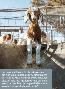  ??  ?? Lorraine laat haar bokooie in krale naby die huis lam en daarna hou sy die lammers vir ’n ruk op kraal wanneer die ooie bedags uitgaan veld toe. “Hulle loop teen die wind in en stap ver deur die dag en die lammers kan nie byhou as hulle klein is nie.”