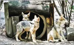  ??  ?? Three-month-old Mexican wolves ( Coyotes Zoo in Mexico City on Tuesday. are seen at the