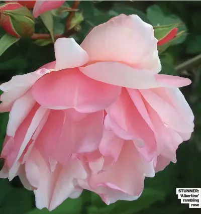  ??  ?? STUNNER: ‘Albertine’ rambling rose