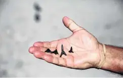  ?? CONNOLLY/ORLANDO SENTINEL and Sebastian Inlet PATRICK ?? Shark tooth hunting is a popular activity on almost all of Venice’s beaches.