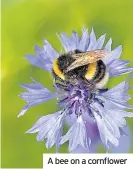  ??  ?? A bee on a cornflower