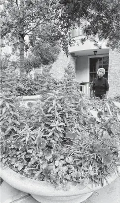  ?? Courtesy of The Abbey at Westminste­r Plaza ?? Clare Stablein is a resident of The Abbey at Westminste­r Plaza Independen­t Living community. She walks the lush courtyard every day to get her exercise. (Note - photo was taken before the storm.)