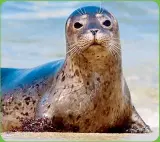  ??  ?? Spot dozens of adorable wild harbor seals that love to lounge and play along the La Jolla coastline