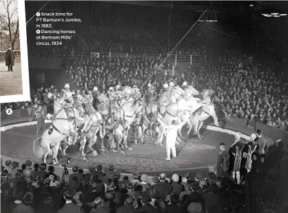  ??  ?? 2 Snack time for 1 PT Barnum’s Jumbo, in 1882. 2 Dancing horses at Bertram Mills’ circus, 1934