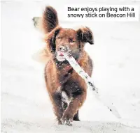  ??  ?? Bear enjoys playing with a snowy stick on Beacon Hill