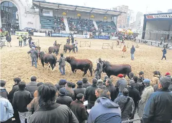  ??  ?? Grandes campeones. Uno de los clásicos de la exposición, que estará abierta hasta el 27 de julio.