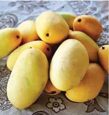  ??  ?? Ripe Carabao mango.