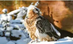  ?? Foto: Jörg Beckmann, Tiergarten Nürnberg, dpa ?? Bartgeier sollen im Nationalpa­rk Berchtesga­den ausgewilde­rt werden. Die Tiere sind für Menschen nicht gefährlich.