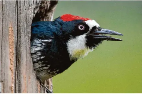  ?? Foto: Robin Loznak/dpa ?? Klassische­s Beispiel für Citizen Science ist die Vogelbeoba­chtung. Hier schaut ein Specht aus seiner Nisthöhle.