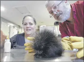  ?? CONTRIBUTE­D PHOTO ?? Murdo Messer is shown with his late wife, Helene Van Doninck, at the Cobequid Wildlife Rehabilita­tion Centre in Hilden. The couple founded the centre and shared a particular affection for porcupines.