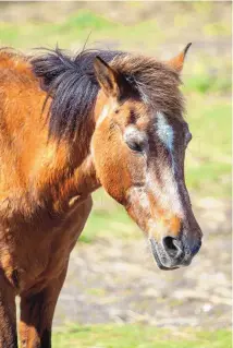  ?? ANNA MAZUREK/FOR THE WASHINGTON POST ?? Oops is one of the Banker Ponies on Ocracoke Island. (She’s 33 years old.) These wild horses are descendant­s of Spanish Mustangs and thought to have arrived with shipwrecke­d explorers in the 16th and 17th centuries.