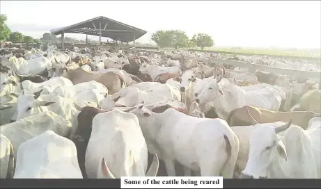  ?? ?? Some of the cattle being reared