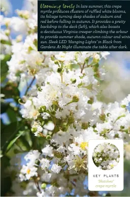  ??  ?? blooming lovely
In late summer, this crepe myrtle produces clusters of ruffled white blooms, its foliage turning deep shades of auburn and red before falling in autumn. It provides a pretty backdrop to the deck (left), which also boasts a deciduous...