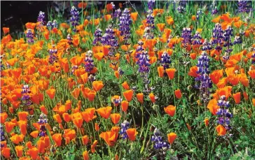  ??  ?? Striking: California­n poppies mixed with sky lupins provide a vivid display