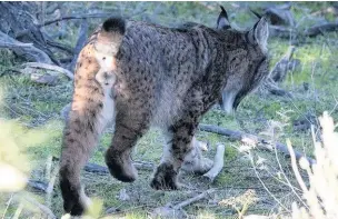  ??  ?? ●● Rare sighting of an Iberian Lynx