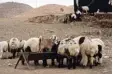  ??  ?? Diese Schafe leben in einem Beduinen dorf in der Judäischen Wüste.