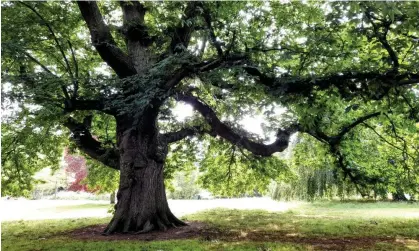  ?? Woodland Trust Photograph: Hannah Farnell/The ?? The sweet chestnut tree in Acton Park. ‘There is a host of evidence on the benefits that trees bring.’