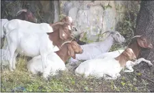  ?? PETE BANNAN - MEDIANEWS GROUP ?? Boer goats rest at Blackrock Park in Ridley Township.