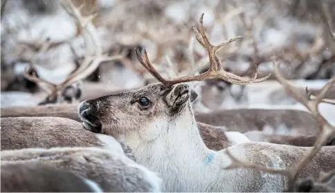  ?? — Reuters ?? Snowy sight: (Clockwise from left) reindeer moving in a corral as they wait to be identified and separated by their owners; a reindeer circle moving inside a corral as Sami herders gather some 1,500 reindeer to be identified, separated and returned to their owners; reindeer belonging to Sara eating pellets next to a bag containing supplement­ary feed; a Sami reindeer herder using a cloth to round up reindeer in a corral; and Sara’s reindeer running in a winter pasture near Geadgebarj­avri in Norway.