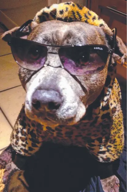  ?? Picture: CODYDINSKI/INSTAGRAM ?? Gold Coast pooch Cody is 10 and loves to chill out in his pyjamas after a hot bath.