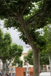  ?? (Photo archives) ?? Traitement des  platanes de Vence au mois de juin.