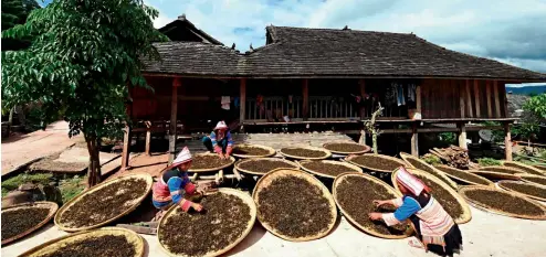  ??  ?? 18 de septiembre de 2015. Mujeres de la etnia jino en la aldea de Luote, provincia de Yunnan, ponen las hojas de té al sol. Gracias a las plantacion­es de té y caucho, los aldeanos han mejorado su nivel de vida.
