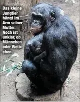  ??  ?? Das kleine Jungtier hängt im Arm seiner Mutter. Noch ist unklar, ob Männchen oder Weibchen.