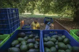  ?? ARMANDO SOLIS — THE ASSOCIATED PRESS ?? Men harvest avocados at an orchard in Santa Ana Zirosto, Michoacan state, Mexico, on Jan. 26.