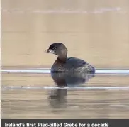  ?? ?? Ireland’s first Pied-billed Grebe for a decade ensured national listers would make the trip.